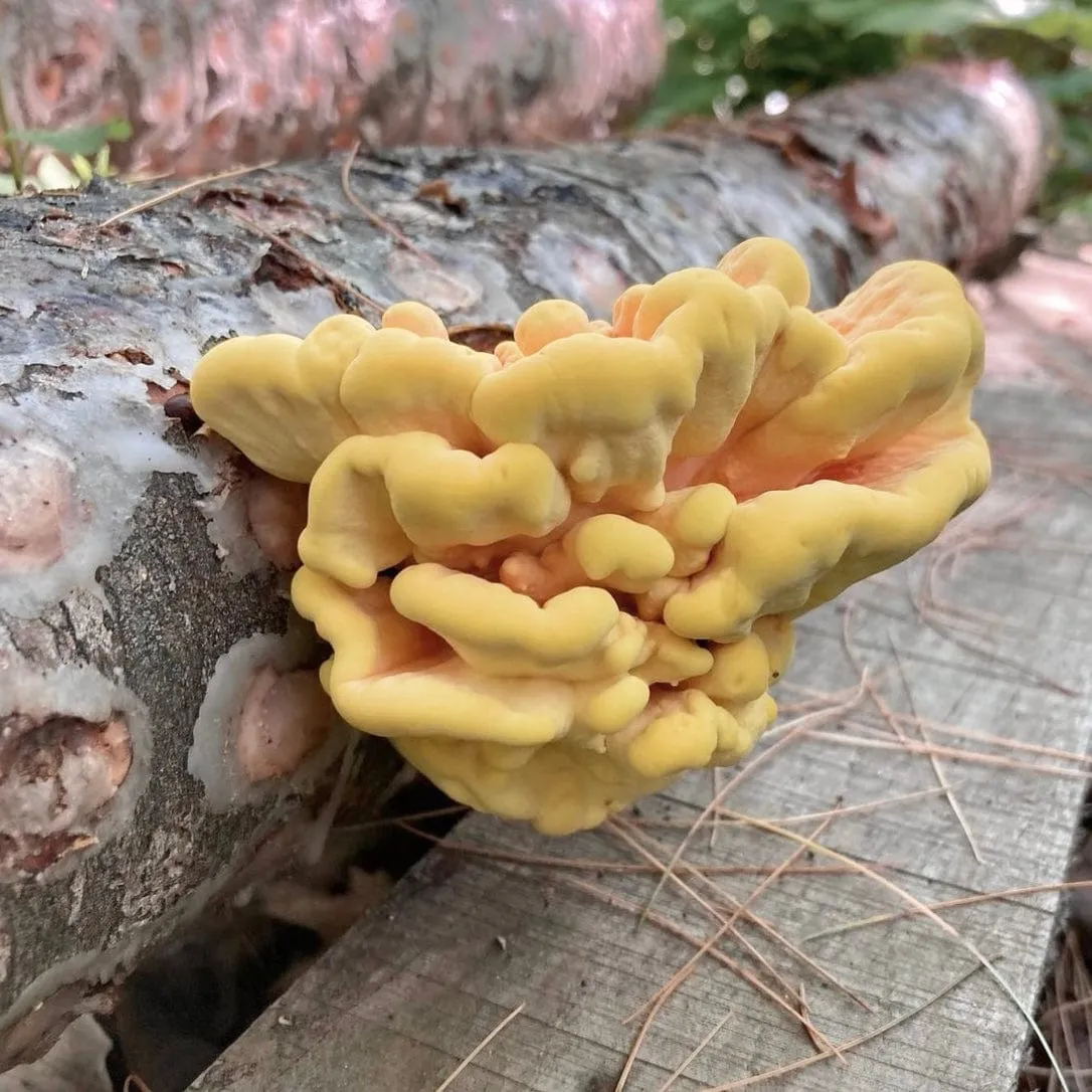 Organic Chicken of the Woods Mushroom Plug Spawn