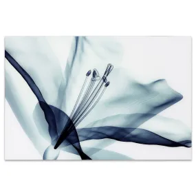 "Amaryllis" Frameless Free Floating Tempered Glass Panel Graphic Wall Art